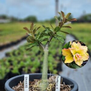 0403 32 Baobá Baby Dunhuang 2  - (Viveiro)