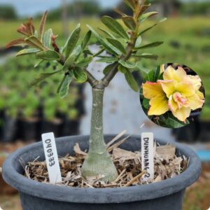 0403 33 Baobá Baby Dunhuang 2   - (Viveiro)