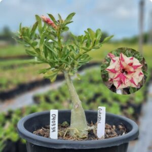 0403 34 Baobá Baby Girassol  - (Viveiro)