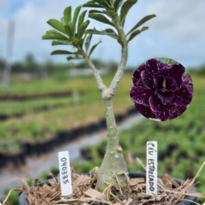 0403 35 Baobá Baby Céu Estrelado  - (Viveiro)