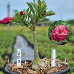 0403 19 Baobá Baby Marigold  - (Viveiro)