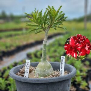 0403 40 Baobá Baby Carnadian Flash - (Viveiro)