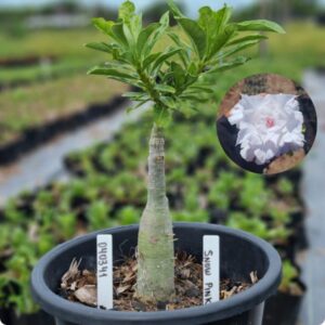 0403 41 Baobá Baby Snow Pink - (Viveiro)