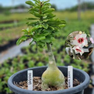 0403 42 Baobá Baby Lucky White - (Viveiro)