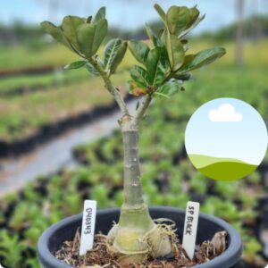 0403 43 Baobá Baby SP Black  - (Viveiro)