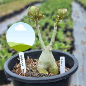 0403 44 Baobá Baby SP Black - (Viveiro)