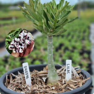 0403 46 Baobá Baby Llilac - (Viveiro)