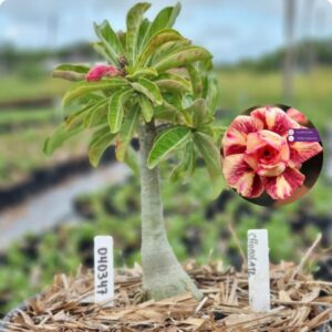 0403 47 Baobá Baby Chocolate  - (Viveiro)