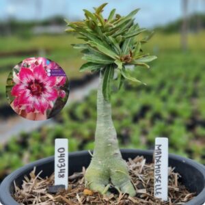 0403 48 Baobá Baby Mademoiselle - (Viveiro)