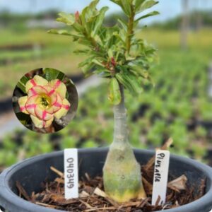 0403 49 Baobá Baby Pineapple  - (Viveiro)