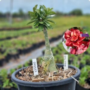 0403 37 Baobá Baby Julius César  - (Viveiro)