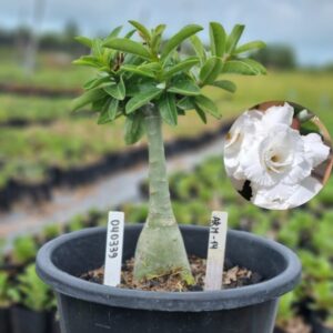 0403 39 Baobá Baby ARM 14  - (Viveiro)