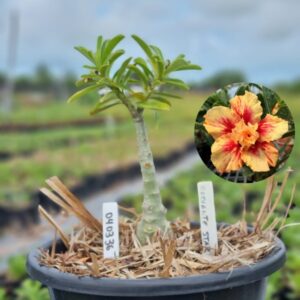 0403 36 Baobá Baby Radiante Star  - (Viveiro)