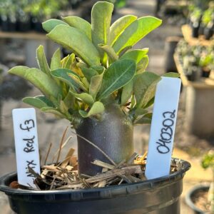 0403 02 Arabicum Nix Red f3