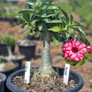 0503 01 Baobá Baby Hanna - Viveiro