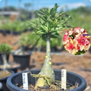 0503 02 Baobá Baby Maria - Viveiro