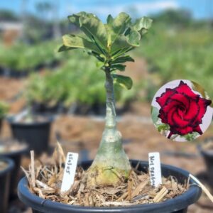 0503 05 Baobá Baby Blue Dragon - Viveiro