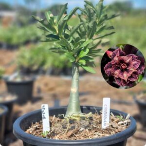 0503 08 Baobá Baby Crepusculo - Viveiro