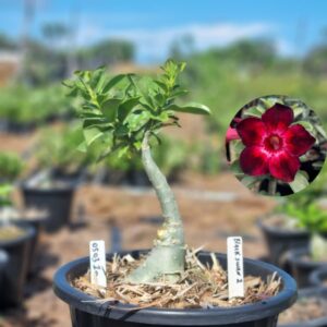 0503 10 Baobá Baby Black Swan 2 - Viveiro