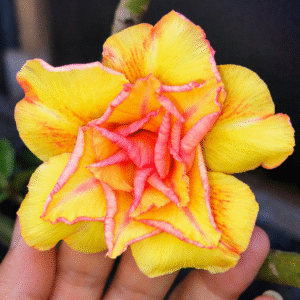 Podadinha - Rosa do Deserto Elys