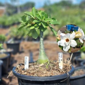 0503 11 Baobá Baby Filha da Lucky White - Viveiro