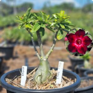 0503 12 Baobá Baby Black Swan 2 - Viveiro