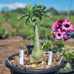 0503 13 Baobá Baby Mei Xiang 2 - Viveiro