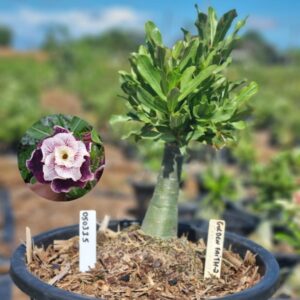 0503 15 Baobá Baby Golden Faith 2 - Viveiro