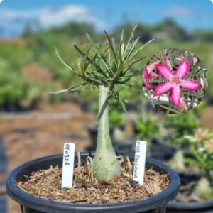 0503 16 Baobá Baby Nova Tanzania - Viveiro