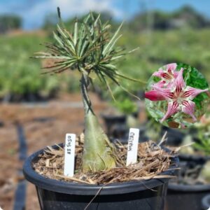 0503 18 Baobá Baby Crispum - Viveiro