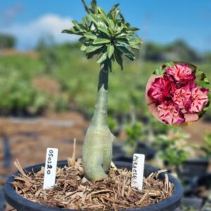 0503 20 Baobá Baby Miracle - Viveiro