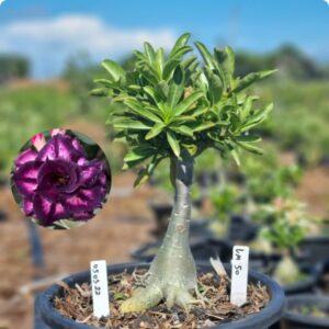 0503 22 Baobá Baby LM 50 Leião - Viveiro