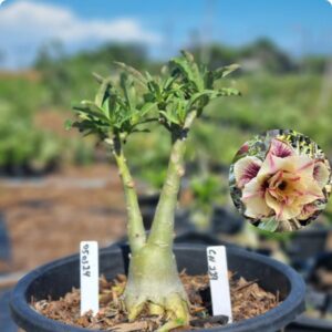 0503 24 Baobá Baby CN 119 - Viveiro