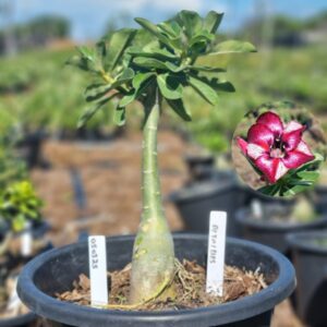 0503 25 Baobá Baby Detalhes - Viveiro