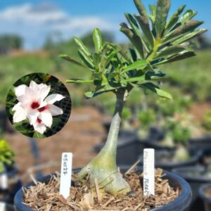 0503 27 Baobá Baby A Thousand Years - Viveiro