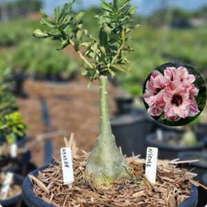 0503 28 Baobá Baby Nicole - Viveiro