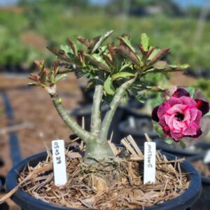 0503 29 Baobá Baby Mustang - Viveiro