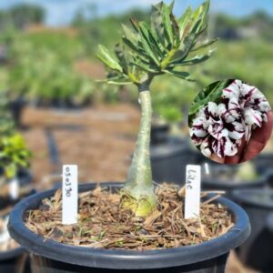 0503 30 Baobá Baby Lilac - Viveiro