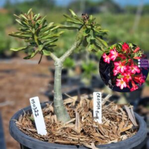 0503 21 Baobá Baby Cristata Pink - Viveiro