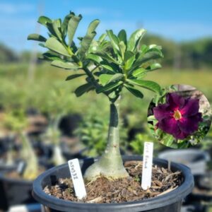 0503 31 Baobá Baby LM5 Buquet - Viveiro