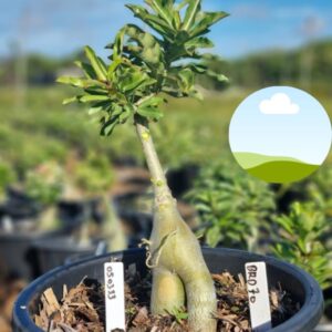 0503 33 Baobá Baby BRD 70 - Viveiro