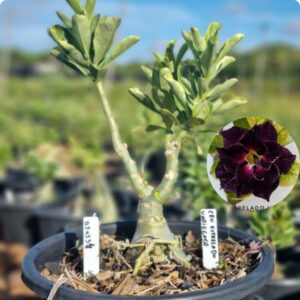 0503 34 Baobá Baby  Céu Estrelado Variegata - Viveiro