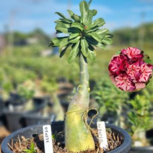 0503 35 Baobá Baby Miracle - Viveiro