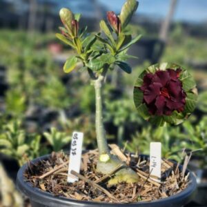 0503 37 Baobá Baby L- 14 - Viveiro