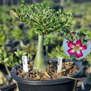 0503 38 Baobá Baby Fiona - Viveiro