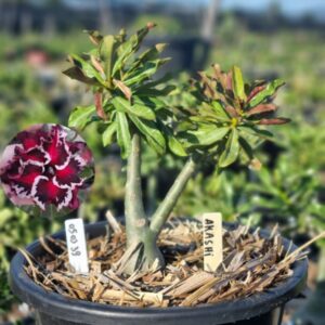 0503 39 Baobá Baby Akashi - Viveiro