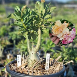 0503 40 Baobá Baby Golden Temple - Viveiro