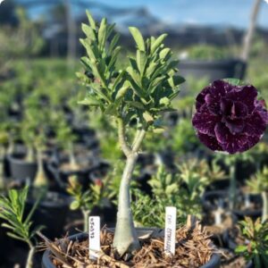 0503 42 Baobá Baby Céu Estrelado - Viveiro