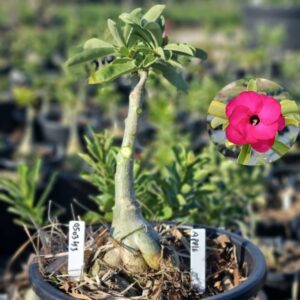 0503 43 Baobá Baby Apple - Viveiro