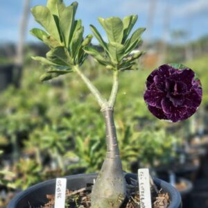 0503 46 Baobá Baby Céu Estrelado - Viveiro